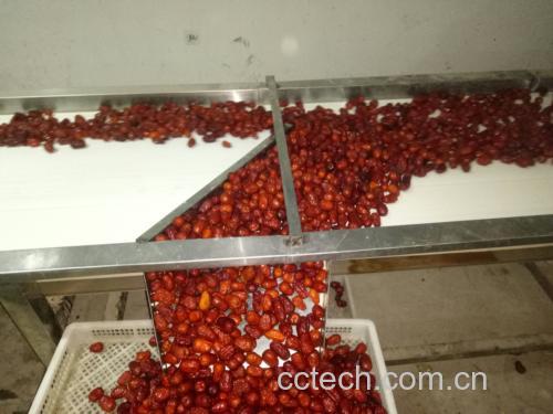 鲜枣产后处理流程展示,突出‘鲜枣红’在商品化加工中的分级与包装环节,体现标准化作业环境 现代化包装车间内,工人正在对分级后的鲜枣进行称重和真空封装,传送带上可见明显‘鲜枣红’果实整齐排列