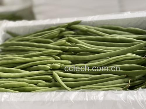 新鲜采摘的白四季豆,豆荚饱满,颜色洁白 白四季豆实物图