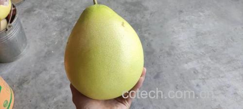 一张展示柚子在中医五行理论中的属性及其对身体的影响的插图 柚子与中医五行