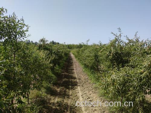 展示中国北方某地的鲜枣种植园,成片的枣树排列整齐,农民正在采摘成熟的鲜枣,体现鲜枣的原生态与产地优势 鲜枣种植园实景图