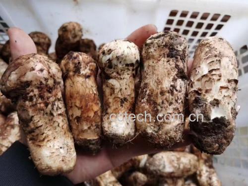 松茸与韭菜处理过程