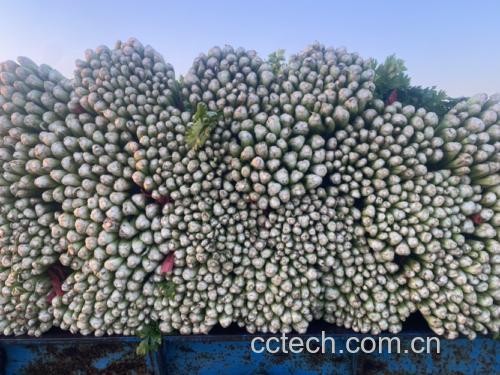 新鲜采摘的大枣与绿叶完整的芹菜并列摆放 芹菜与大枣的原材料展示