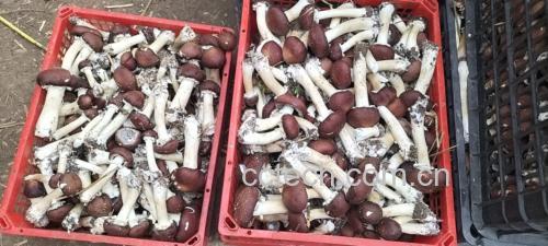 新鲜采摘的野生松茸,表面带有自然泥土,呈现出金黄色的菌盖 松茸特写