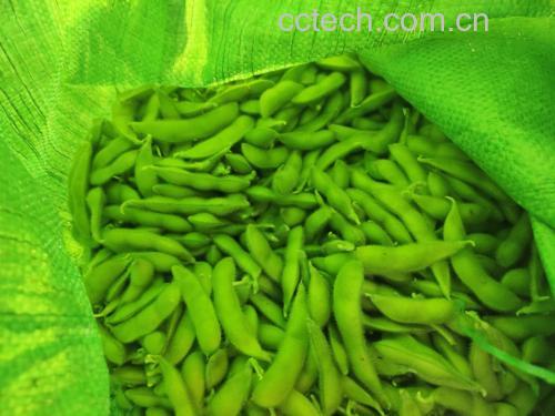 新鲜绿色毛豆米在白色背景上特写展示 毛豆特写