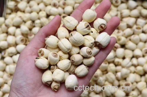 展示新鲜莲子与核桃、杏仁、花生等常见坚果类食材并列摆放,突出其天然、低脂、高蛋白特点 新鲜莲子与其他坚果类食材对比图
