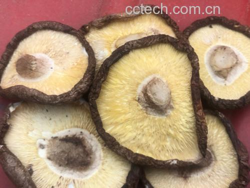 干香菇清洗过程