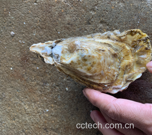 高清微距图:不锈钢蚝刀精准插入生蚝铰链缝隙,下壳完整承托乳白色蚝肉与澄澈原汁,背景为木质砧板与细毛刷,体现专业处理场景 生蚝专业开壳步骤特写