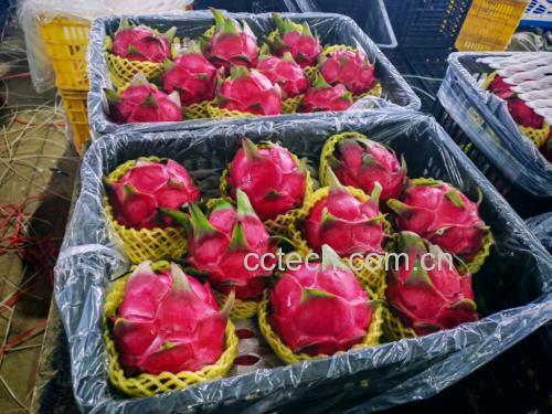 展示火龙果与奇异果、菠菜、燕麦等不同搭配组合的果汁 火龙果与其他食材搭配的饮品展示图