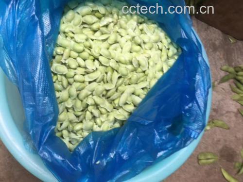 毛豆正在锅中焯水,水面泛起小气泡 毛豆焯水过程