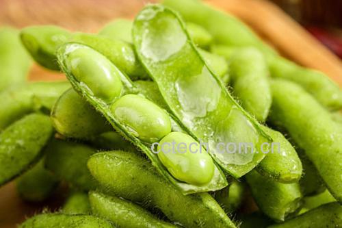 左侧为新鲜毛豆荚:青绿饱满、绒毛清晰、无斑点;右侧为变质毛豆:豆荚萎蔫泛黄,豆粒表面覆盖灰白色霉层,部分豆粒呈褐色水渍状,整体呈现明显失水皱缩与霉变特征 毛豆新鲜与变质对比图