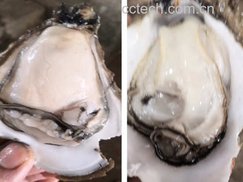 新鲜生蚝特写,展示其饱满肉质和湿润光泽 生蚝特写