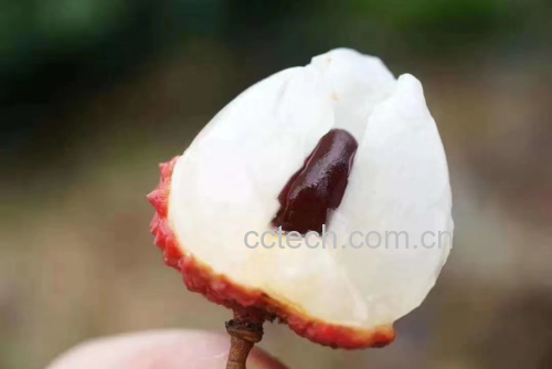 荔枝果肉特写,展示其晶莹剔透的质地 荔枝果肉特写