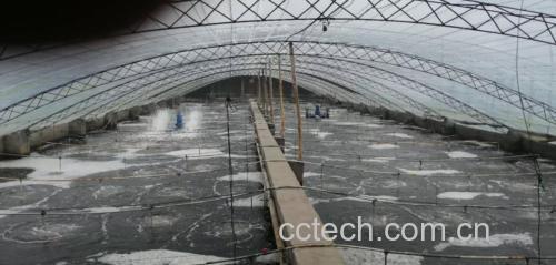 一个透明塑料盆中盛有浅层清水,数只青壳小龙虾在水中缓慢爬行,旁边连接小型气泵导管正在释放细密气泡,盆边放置温度计显示13℃,整体布置简洁科学,展示家庭可操作的暂养系统 家庭暂养小龙虾装置示意图