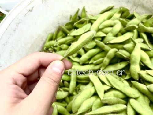厨房中正在进行焯水处理的新鲜毛豆,锅中水已沸腾,豆荚翠绿诱人 毛豆焯水过程