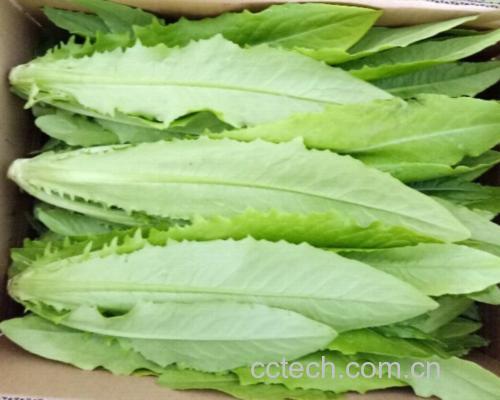 刚出锅的蒜蓉油麦菜装盘,色泽翠绿,蒜香扑鼻,令人食欲大增 蒜蓉油麦菜装盘图