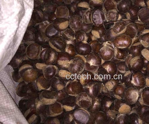 新鲜带壳栗子特写,展示其自然棕色外壳与光泽 栗子特写