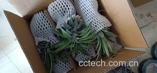 展示菠萝使用泡沫网套和塑料包装进行保鲜处理的过程,背景为农产品加工车间 菠萝保鲜包装示意图