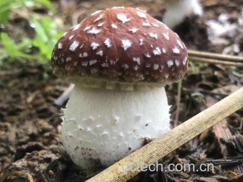 高清特写展示松茸菇的菌盖和菌柄,自然生长于林间,色泽金黄,质地坚实 松茸菇特写