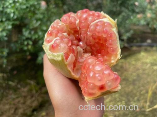 展示新鲜的红心番石榴和白心番石榴果实,背景为自然果园环境 番石榴果实展示