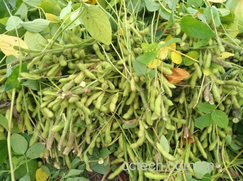 大豆营养成分表