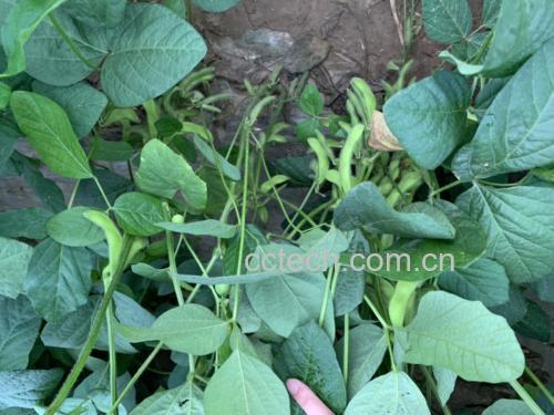 新鲜毛豆植株上挂满翠绿豆荚,阳光下泛着自然光泽 新鲜毛豆植株特写