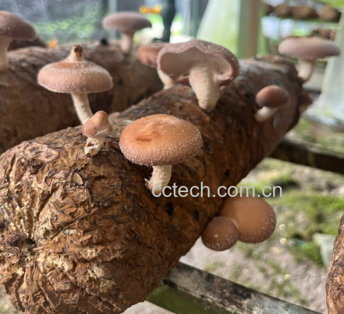 展示干香菇的主要营养成分及其健康价值 干香菇营养分析图表