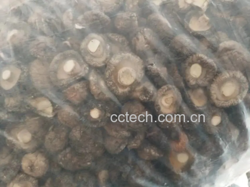 不同品种干香菇对比图