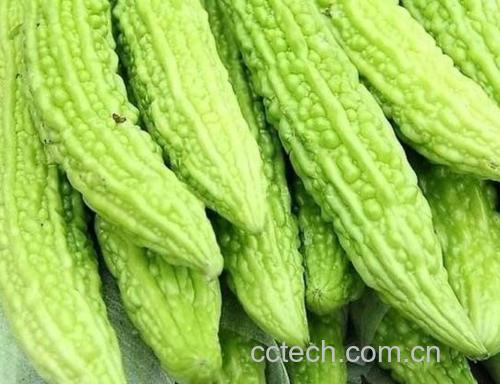 特写镜头展示一根表皮饱满、带有瘤状突起的新鲜绿皮苦瓜,表面有晶莹水珠,背景为绿色藤蔓和黄色花朵,突出其自然生长状态 图片描述