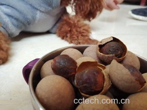 桂圆皮与桂圆肉的营养成分对比图