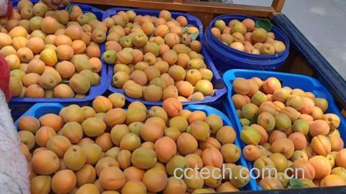 市场摊位上摆满了新鲜的杏,顾客正在挑选 市场摊位上的杏摆放整齐供人选购
