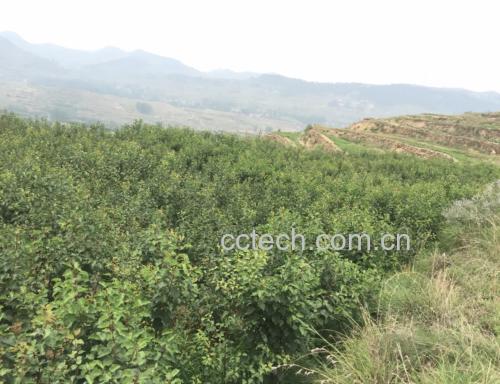 不同品种油杏对比图,标注产地与特点 不同品种油杏对比图,标注产地与特点
