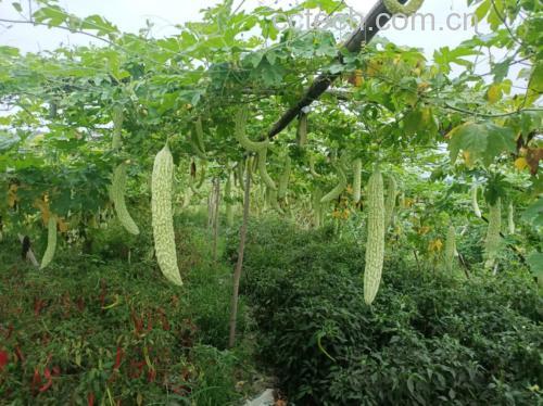 一株成熟的苦瓜藤蔓旁,展示从土壤中挖出的新鲜苦瓜主根,根须完整,表面带有泥土,旁边放置一把小锄头,背景为田园菜地 苦瓜植株与挖掘出的苦瓜根特写