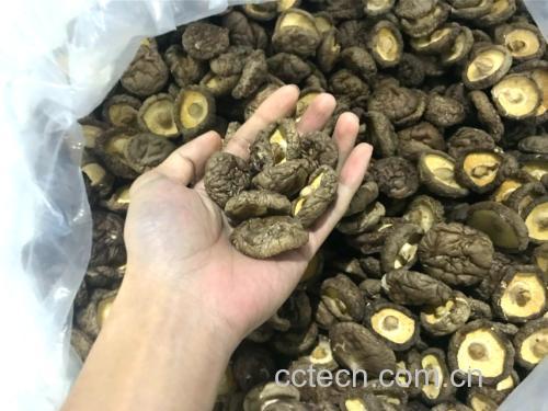 干香菇煮水实景图:展示正宗煮制工艺与优质原料特征——汤色清亮微褐、无浑浊沉淀;干香菇形态饱满、龟裂白霜明显(标志麦角甾醇与多糖富集),陶锅慢煮保留热敏活性成分 干香菇煮水过程特写:浅褐色透亮汤液中悬浮细微菌丝碎片,陶锅内壁附着淡金色油膜,背景为整朵伞盖完整、菌褶清晰的优质干香菇(直径5–7cm,表面呈龟裂状白霜)