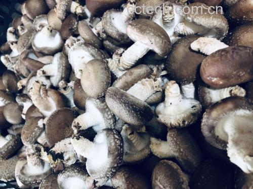 干香菇品质鉴别图:直观对比优质本色干香菇(左)与劣质硫熏干香菇(右)的关键特征——优质品具天然龟裂白霜、断面瓷白紧实、无刺激性气味;劣质品颜色死白、菌褶粘连、断面灰暗、含硫残留影响活性成分稳定性 干香菇品质对比图:左组为优质本色干香菇(菌盖棕褐有白霜、菌柄短粗、断面瓷白);右组为劣质硫熏干香菇(色泽惨白无光泽、菌褶塌陷、断面灰暗、闻之有刺鼻酸味)
