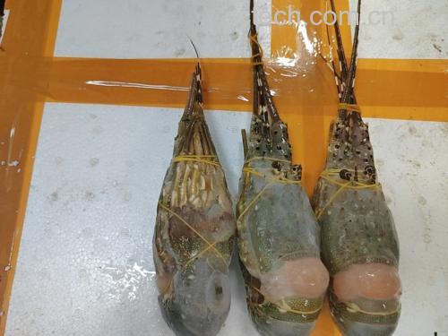 活小龙虾保存所需工具示意图,包括保鲜盒、湿毛巾、冰箱冷藏室 活小龙虾保存工具示意图