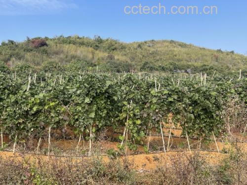 葛根种植基地航拍图