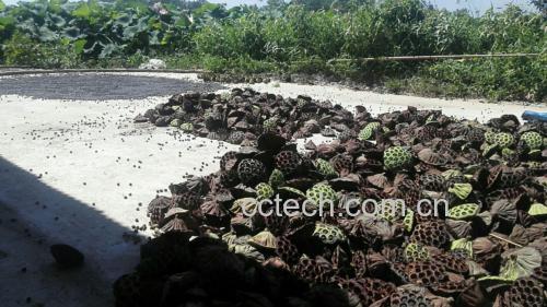 高清微距摄影:盛夏清晨刚采收的鲜莲蓬,莲房排列紧密,3–5颗莲子已自然微露,表皮泛蜡质光泽,无机械损伤或病斑,体现最佳采收成熟度 鲜莲子带蓬特写:青绿色饱满莲蓬,表面绒毛清晰可见,部分莲房微裂露出乳白莲子,背景为荷塘晨雾