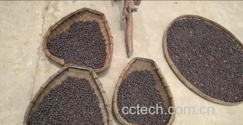纪实摄影:江苏兴化种植户清晨剥鲜莲作业,展示传统手工去青皮工艺,莲肉完整无损,莲心分离保存,体现当季鲜莲子加工原生态 农户手工剥鲜莲子过程:竹匾中铺满青绿莲子,工人指尖沾水快速去衣,露出玉白色胚乳,旁置新鲜莲心(浅绿色细条状)