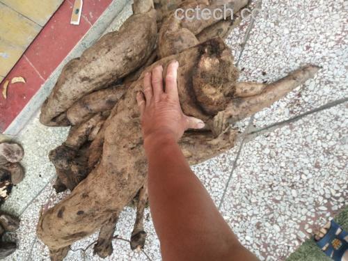 玻璃杯中依次放入葛根片与枸杞,倒入热水,手握搅拌棒轻轻搅动 葛根枸杞茶的冲泡步骤示意图