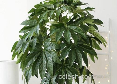 一株生长在湿润林下的八角金盘,展示其大型掌状复叶和直立茎干,叶片呈深绿色,边缘略带锯齿,整体植株高度约1.5米,背景为半阴环境,适合其自然生长条件 八角金盘全株形态图