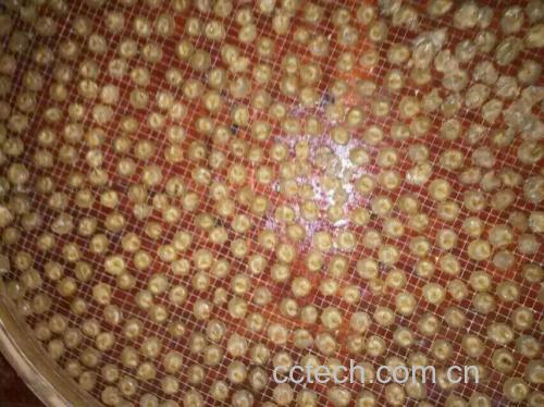 桂圆果实在烤箱中均匀铺在烘焙网上,处于低温烘干状态,表面开始收缩 桂圆在烤箱中烘干
