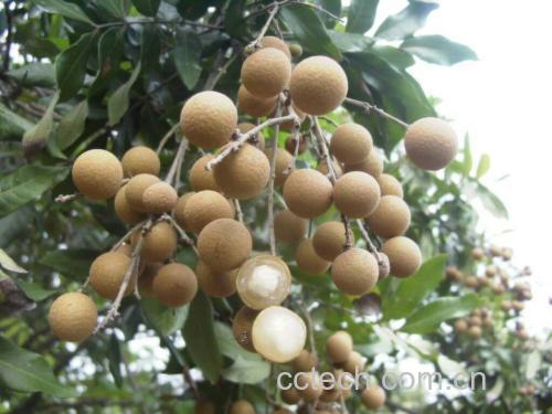 展示成熟桂圆果实的自然色泽与饱满果肉 桂圆成熟果实特写