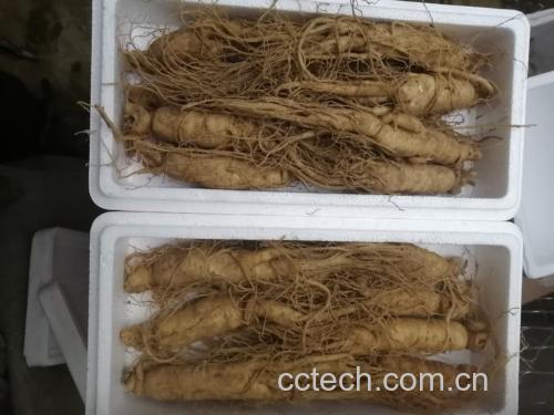 用80℃热水冲泡鲜人参片 热水冲泡鲜人参