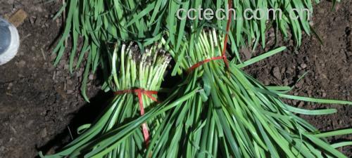 韭菜与韭黄植株对比特写