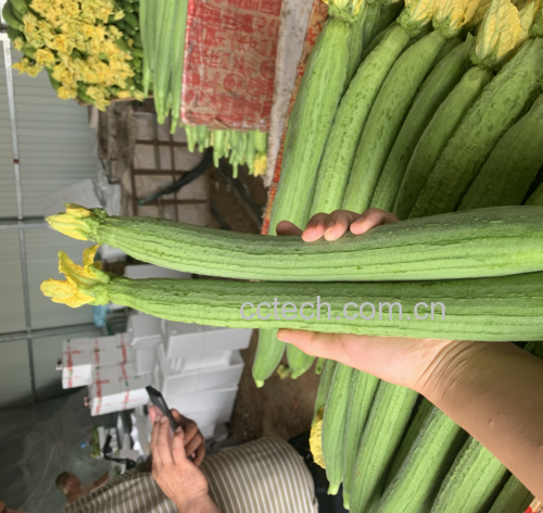 一碗热腾腾的丝瓜蛋花汤,汤色清澈,配有葱花点缀,体现其作为养生食疗的价值 丝瓜汤品展示
