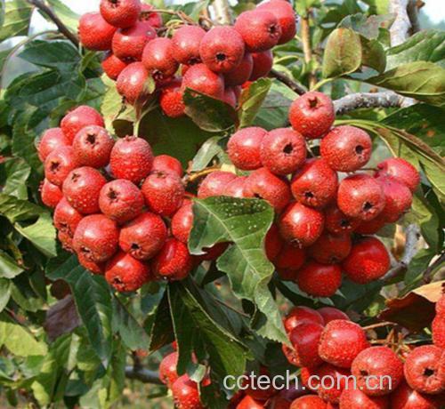 红色饱满的新鲜山楂果实特写,背景为绿色叶片 新鲜山楂果