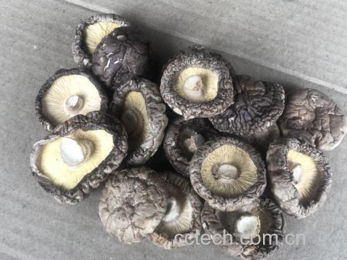 新鲜香菇与干香菇对比图