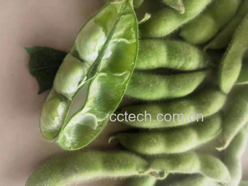 新鲜绿色毛豆特写,展示毛豆外壳与豆粒细节 毛豆特写图