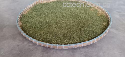 图示:操作人员戴防冻手套将暗红色朝天椒干果倒入银色液氮罐(罐口白雾升腾),右侧连接气流式超微粉碎机(不锈钢机身,带LED粒径显示屏);背景为恒温15℃、全遮光的洁净加工间,墙壁贴有'避光操作'警示标识 遵义朝天椒液氮冷冻超微粉碎实景