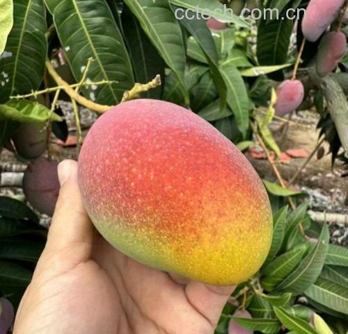 图中展示几个已经成熟的芒果,颜色金黄,果香浓郁 成熟的芒果展示
